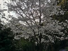 -苏州上方山国家森林公园