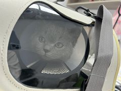 -宠物星动物医院·眼科·异宠·猫科(江南大道总院)