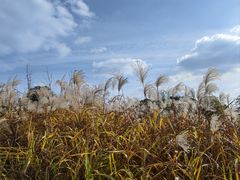 -梁鸿国家湿地公园