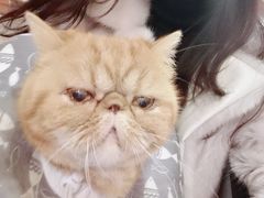 -猫友咖啡店(玉林西路店)