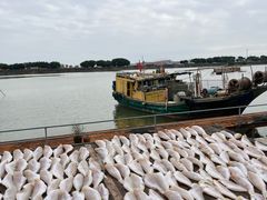 -大湾区中央湿地公园-十九涌