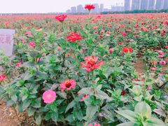 -皇粮浜公园