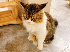 -More Fun猫咖 二十只万元加菲主题