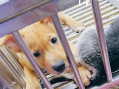 -山东柏宁水族批发广场