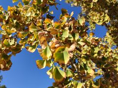 -北京西山国家森林公园