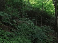 -惠山国家森林公园