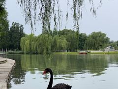 -海淀公园