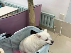 -北京观赏动物医院·24小时大型综合·猫专科·异宠专科