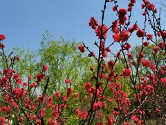 -南汇桃花村