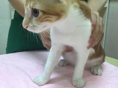 猫咪-瑞鹏宠物医院·骨科·猫科·内科(第一中心)