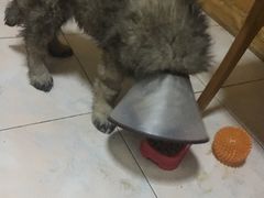 -佑安动物医院·全科·内窥镜中心(幸福巷店)