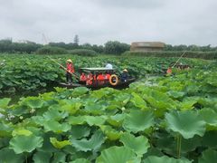 -荷塘月色湿地公园·向阳花洲
