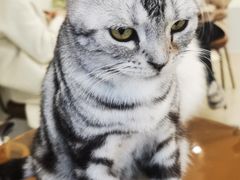 -共舞时光猫咖·狗咖(新街口店)