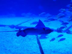 -烟台海昌鲸鲨海洋公园