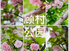-顾村公园