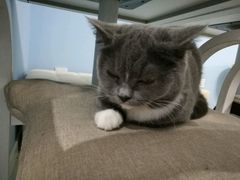 -喵的天空名猫咖啡馆·撸猫·猫舍·用品