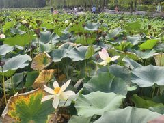 -莲花池公园