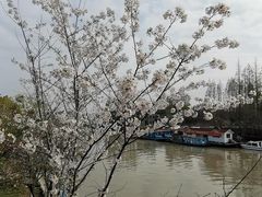 -高东镇樱花园