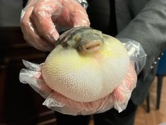 -肆月河豚·新淮扬(金融街店)
