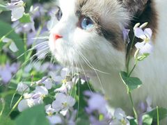 -陈凤祥肠粉猪脚饭(江南大学星光广场店)