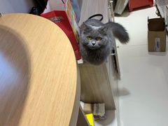 -飞行喵MR PILOT|猫舍·猫咖(静安大融城店)