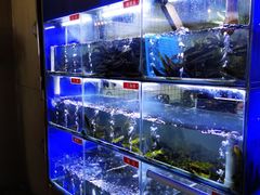 -石锅苗苗鱼(武汉首店)