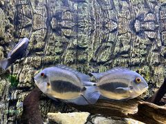 -上海海洋水族馆