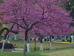 -羊山湖公园