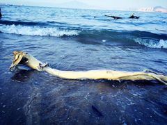 -演武大桥观景平台