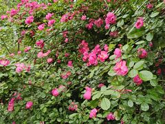 -白鹭湾湿地公园