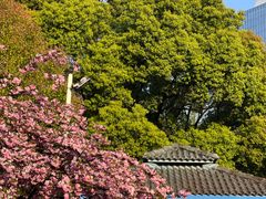 -新虹桥中心花园