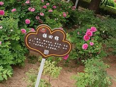 -洛阳市牡丹公园