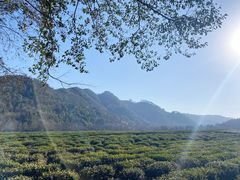 -中国茶叶博物馆(双峰馆区)