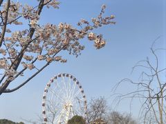-顾村公园