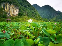 -靖西鹅泉风景区