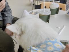 -怪兽屋·羊驼·猫咖·狗咖(俊华广场店)