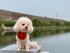 -襄阳城墙