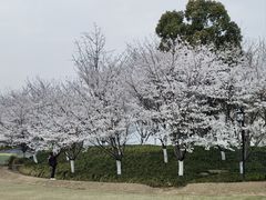 -径山花海