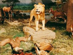 -国家自然博物馆