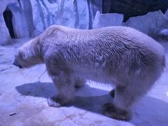 -芜湖新华联大白鲸海洋公园