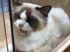 -屋虎猫馆(宝安大仟里店)