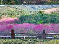 -福清灵石山国家森林公园