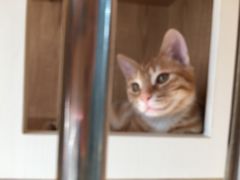 -老吴的猫·猫舍(新区店)