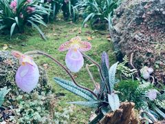 -深圳仙湖植物园