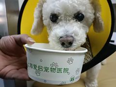 -爱侣宠医·鹦鹉专科·小型哺乳类·异宠专科(灵石路店)