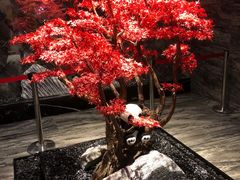 -红辣椒·川菜·火锅(大洋中心店)
