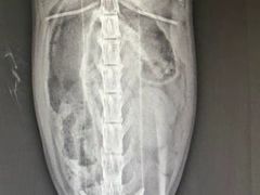 -A猫a狗全科·犬猫异宠·芥西宠物医院(南开总院)