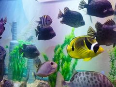 -烟台海昌鲸鲨海洋公园