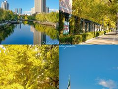 -三里屯东五街银杏大道