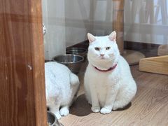 -有猫主题·治愈系猫咖(曾厝垵店)